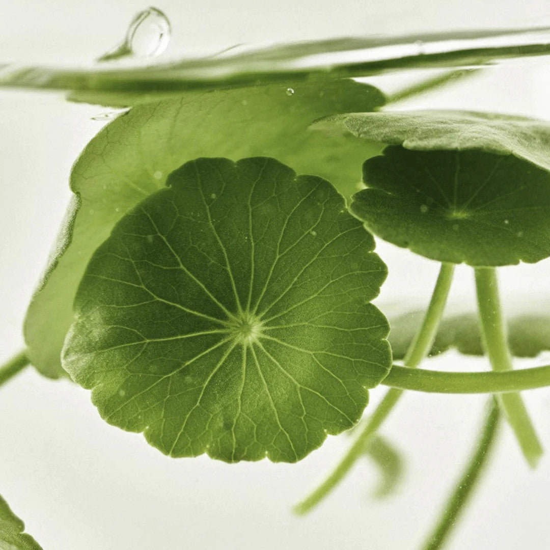 [BEAUTY OF JOSEON] Light On Serum : Centella + Vita C (1 oz)
