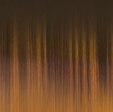 DRST4/Chocolate Gold